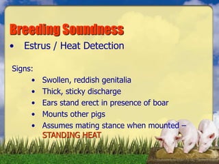 • Estrus / Heat Detection
Signs:
• Swollen, reddish genitalia
• Thick, sticky discharge
• Ears stand erect in presence of boar
• Mounts other pigs
• Assumes mating stance when mounted –
STANDING HEAT
Breeding Soundness
 