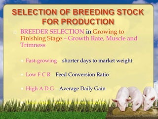  BREEDER SELECTION in Growing to
Finishing Stage – Growth Rate, Muscle and
Trimness
 Fast-growing – shorter days to market weight
 Low F C R – Feed Conversion Ratio
 High A D G – Average Daily Gain
 Lean meat – less fat, more muscles
 