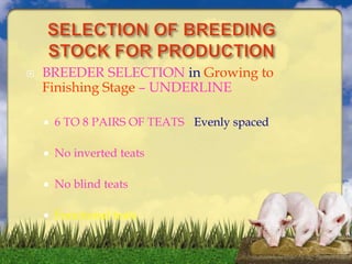  BREEDER SELECTION in Growing to
Finishing Stage – UNDERLINE
 6 TO 8 PAIRS OF TEATS - Evenly spaced
 No inverted teats
 No blind teats
 Functional teats
 