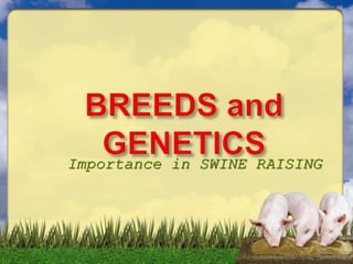 Importance in SWINE RAISING
 
