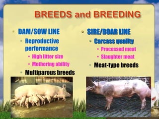• DAM/SOW LINE
• Reproductive
performance
• High litter size
• Mothering ability
• Multiparous breeds
• SIRE/BOAR LINE
• Carcass quality
• Processed meat
• Slaughter meat
• Meat-type breeds
 