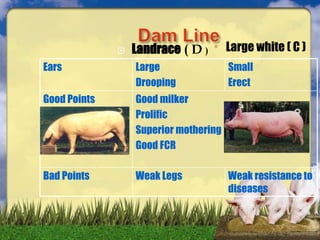  Landrace ( D ) • Large white ( C )
Ears Large
Drooping
Small
Erect
Good Points Good milker
Prolific
Superior mothering
Good FCR
Bad Points Weak Legs Weak resistance to
diseases
 