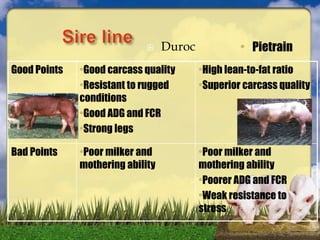  Duroc • Pietrain
Good Points •Good carcass quality
•Resistant to rugged
conditions
•Good ADG and FCR
•Strong legs
•High lean-to-fat ratio
•Superior carcass quality
Bad Points •Poor milker and
mothering ability
•Poor milker and
mothering ability
•Poorer ADG and FCR
•Weak resistance to
stress
 