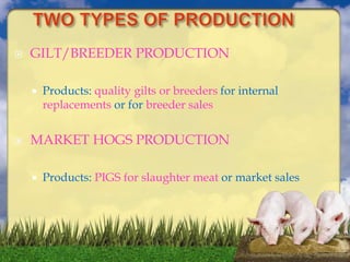  GILT/BREEDER PRODUCTION
 Products: quality gilts or breeders for internal
replacements or for breeder sales
 MARKET HOGS PRODUCTION
 Products: PIGS for slaughter meat or market sales
 