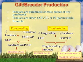  Products are purebreeds or cross-breeds of two
purebreeds
 Products are either: GGP, GP, or PS (parent stock)
 Example:
Purebreeding
♂
Landrace
GGP
♀Landrace
GGP/GP+
Landrace GGP/GP
Crossbreeding
♂ Large white
GGP
♀Landrace
GGP/GP
PS gilts and by-
products
+
BREEDER SALES SLAUGHTER MEAT /
MARKET HOGS SALES
BREEDER SALES
 