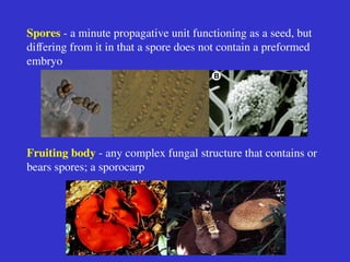 Basic fungal biology presentation lecture.ppt