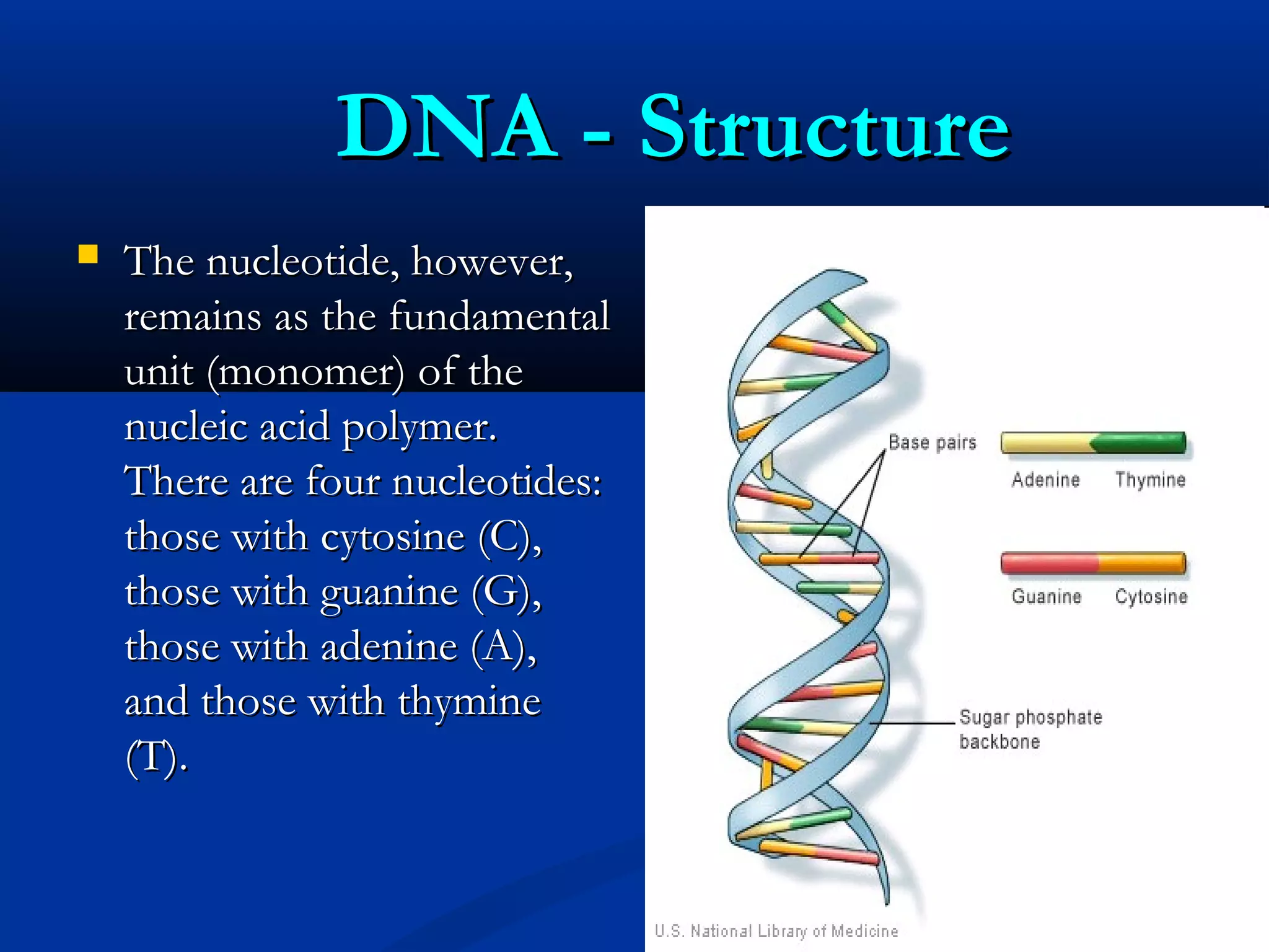 DNA - StructureDNA - Structure
 The nucleotide, however,The nucleotide, however,
remains as the fundamentalremains as the fundamental
unit (monomer) of theunit (monomer) of the
nucleic acid polymer.nucleic acid polymer.
There are four nucleotides:There are four nucleotides:
those with cytosine (C),those with cytosine (C),
those with guanine (G),those with guanine (G),
those with adenine (A),those with adenine (A),
and those with thymineand those with thymine
(T).(T).
 