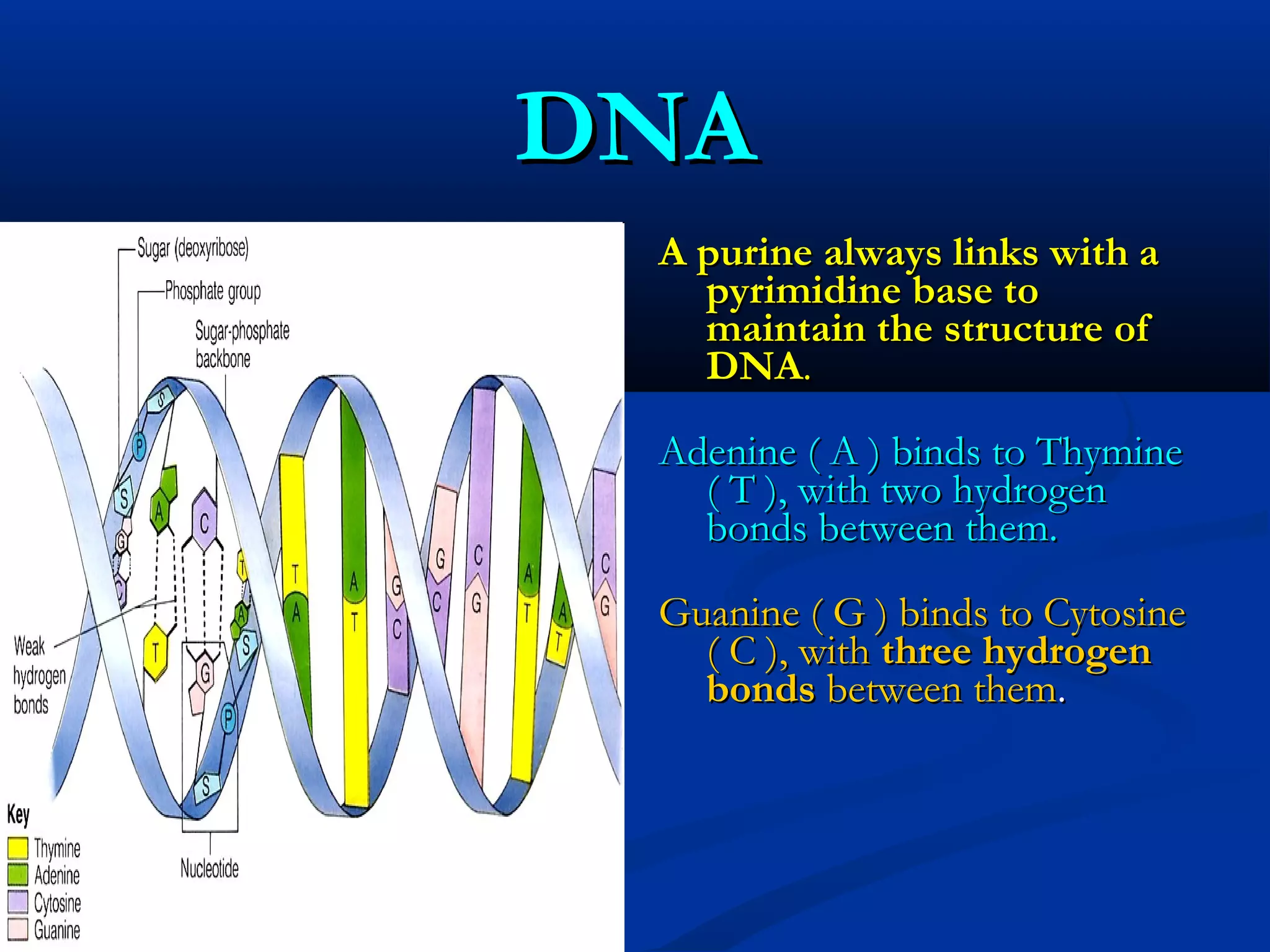 DNADNA
A purine always links with aA purine always links with a
pyrimidine base topyrimidine base to
maintain the structure ofmaintain the structure of
DNADNA..
Adenine ( A ) binds to ThymineAdenine ( A ) binds to Thymine
( T ), with two hydrogen( T ), with two hydrogen
bonds between them.bonds between them.
Guanine ( G ) binds to CytosineGuanine ( G ) binds to Cytosine
( C ), with( C ), with three hydrogenthree hydrogen
bondsbonds between thembetween them..
 