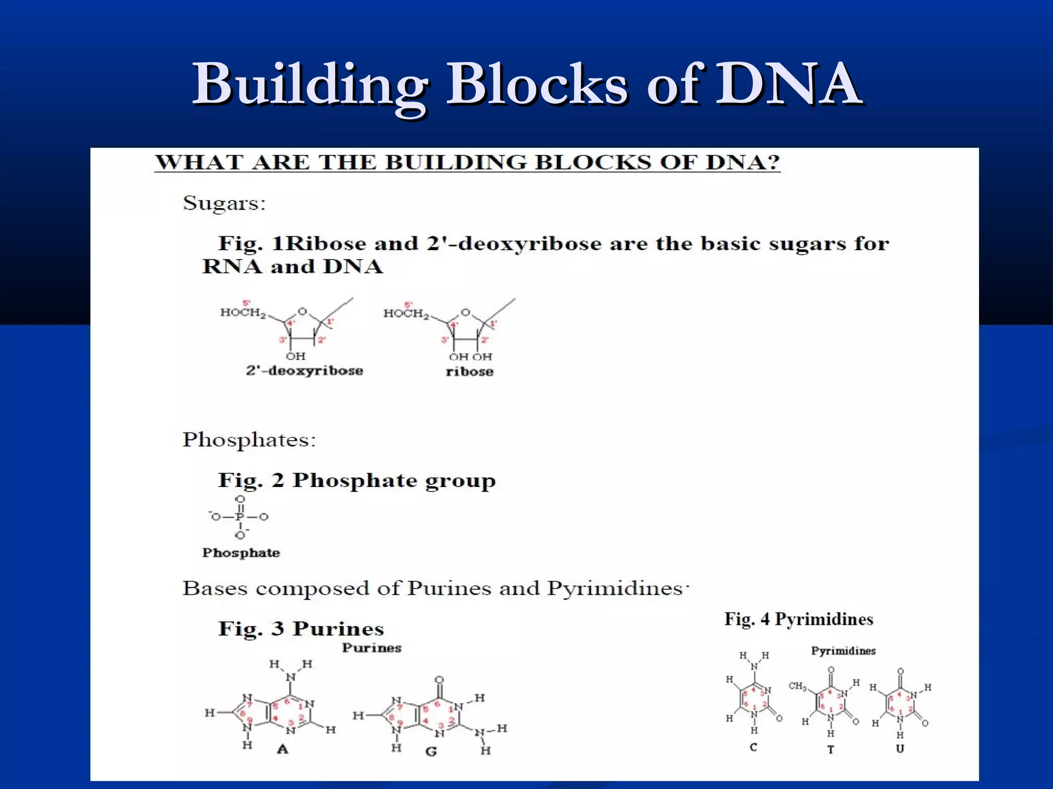 Building Blocks of DNABuilding Blocks of DNA
 