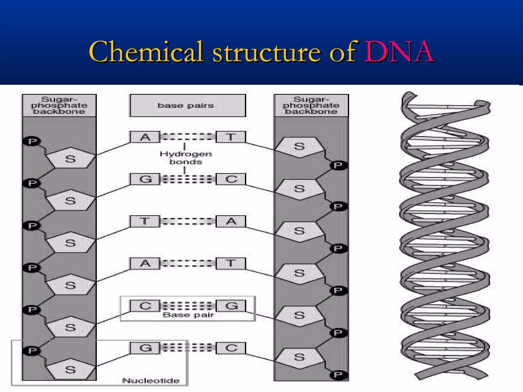 Chemical structure ofChemical structure of DNADNA
 