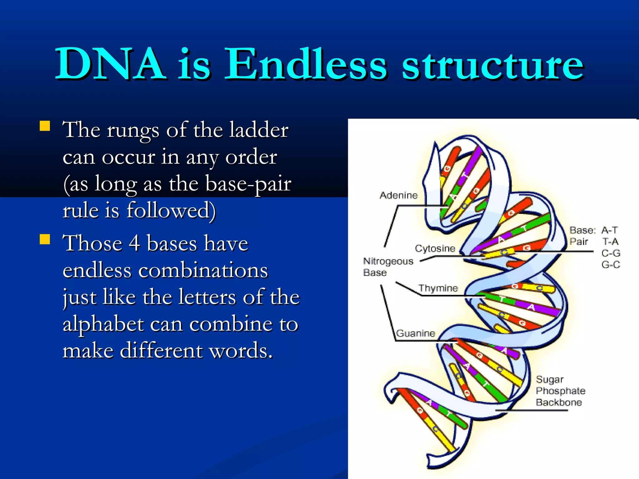 DNA is Endless structureDNA is Endless structure
 The rungs of the ladderThe rungs of the ladder
can occur in any ordercan occur in any order
(as long as the base-pair(as long as the base-pair
rule is followed)rule is followed)
 Those 4 bases haveThose 4 bases have
endless combinationsendless combinations
just like the letters of thejust like the letters of the
alphabet can combine toalphabet can combine to
make different words.make different words.
 