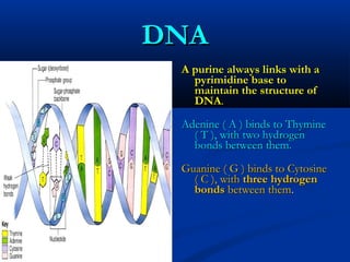 DNADNA
A purine always links with aA purine always links with a
pyrimidine base topyrimidine base to
maintain the structure ofmaintain the structure of
DNADNA..
Adenine ( A ) binds to ThymineAdenine ( A ) binds to Thymine
( T ), with two hydrogen( T ), with two hydrogen
bonds between them.bonds between them.
Guanine ( G ) binds to CytosineGuanine ( G ) binds to Cytosine
( C ), with( C ), with three hydrogenthree hydrogen
bondsbonds between thembetween them..
 