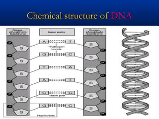 Chemical structure ofChemical structure of DNADNA
 