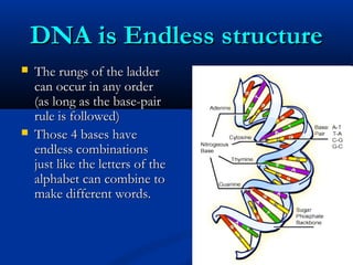 DNA is Endless structureDNA is Endless structure
 The rungs of the ladderThe rungs of the ladder
can occur in any ordercan occur in any order
(as long as the base-pair(as long as the base-pair
rule is followed)rule is followed)
 Those 4 bases haveThose 4 bases have
endless combinationsendless combinations
just like the letters of thejust like the letters of the
alphabet can combine toalphabet can combine to
make different words.make different words.
 