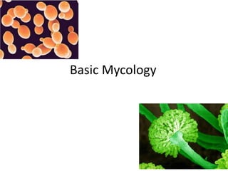 Basic Mycology
 