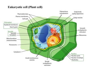 Eukaryotic cell (Plant cell) 