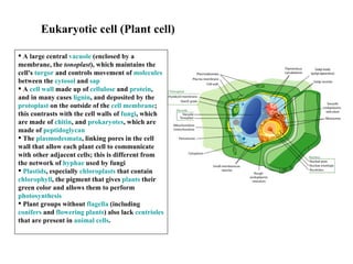 Eukaryotic cell (Plant cell) A large central  vacuole  (enclosed by a membrane, the  tonoplast ), which maintains the cell's  turgor  and controls movement of  molecules  between the  cytosol  and  sap   A  cell wall  made up of  cellulose  and  protein , and in many cases  lignin , and deposited by the  protoplast  on the outside of the  cell membrane ; this contrasts with the cell walls of  fungi , which are made of  chitin , and  prokaryotes , which are made of  peptidoglycan   The  plasmodesmata , linking pores in the cell wall that allow each plant cell to communicate with other adjacent cells; this is different from the network of  hyphae  used by fungi  Plastids , especially  chloroplasts  that contain  chlorophyll , the pigment that gives  plants  their green color and allows them to perform  photosynthesis   Plant groups without  flagella  (including  conifers  and  flowering plants ) also lack  centrioles  that are present in  animal cells .  