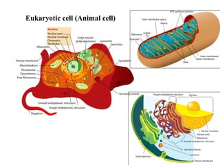 Eukaryotic cell (Animal cell) 