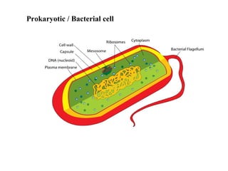 Prokaryotic / Bacterial cell 
