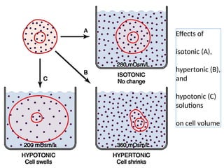 Effects of
isotonic (A),
hypertonic (B),
and
hypotonic (C)
solutions
on cell volume
 
