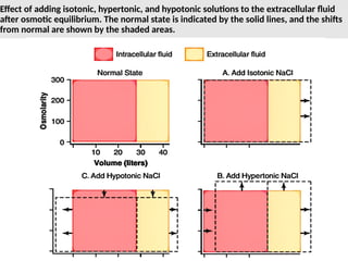 Effect of adding isotonic, hypertonic, and hypotonic solutions to the extracellular fluid
after osmotic equilibrium. The normal state is indicated by the solid lines, and the shifts
from normal are shown by the shaded areas.
 