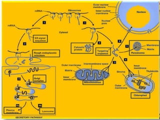 Endomembrane System.drawing Lecture 1 By Hari Yadav Endomembrane system b.sc. 1 sem-.pptx
