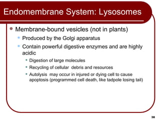 Lecture 1 cell | PPT