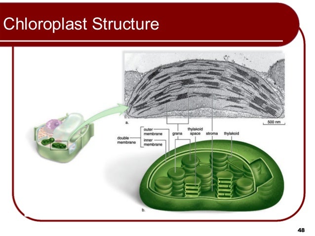Lecture 1 cell