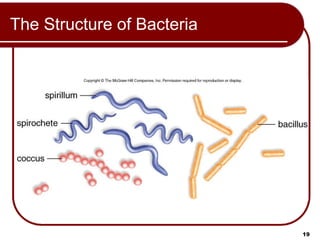 Prep Cell Building Comprehensive MCAT Prep: Cell Structure and Function Lecture | PPT