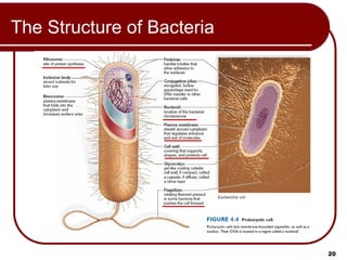 Prep Cell Building Comprehensive MCAT Prep: Cell Structure and Function Lecture | PPT