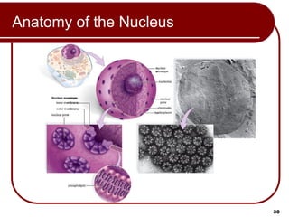 Prep Cell Building Comprehensive MCAT Prep: Cell Structure and Function Lecture | PPT