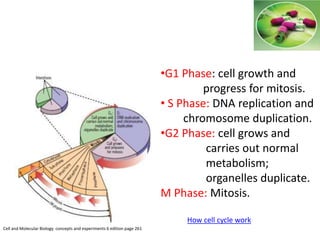 …... •G1 Phase: cell growth and
progress for mitosis.
• S Phase: DNA replication and
chromosome duplication.
•G2 Phase: cell grows and
carries out normal
metabolism;
organelles duplicate.
M Phase: Mitosis.
Cell and Molecular Biology concepts and experiments 6 edition page 261
How cell cycle work
 