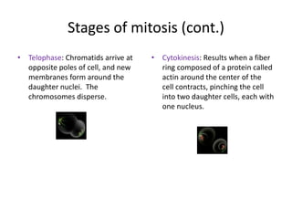 Stages of mitosis (cont.)
• Telophase: Chromatids arrive at
opposite poles of cell, and new
membranes form around the
daughter nuclei. The
chromosomes disperse.
• Cytokinesis: Results when a fiber
ring composed of a protein called
actin around the center of the
cell contracts, pinching the cell
into two daughter cells, each with
one nucleus.
 