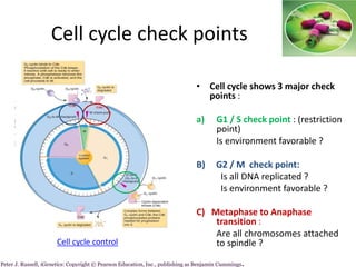 Cell cycle check points
• Cell cycle shows 3 major check
points :
a) G1 / S check point : (restriction
point)
Is environment favorable ?
B) G2 / M check point:
Is all DNA replicated ?
Is environment favorable ?
C) Metaphase to Anaphase
transition :
Are all chromosomes attached
to spindle ?
Peter J. Russell, iGenetics: Copyright © Pearson Education, Inc., publishing as Benjamin Cummings.
Cell cycle control
 