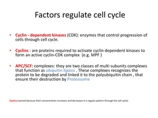 Factors regulate cell cycle
• Cyclin - dependent kinases (CDK): enzymes that control progression of
cells through cell cycle.
• Cyclins : are proteins required to activate cyclin dependent kinases to
form an active cyclin-CDK complex (e.g. MPF )
• APC/SCF: complexes: they are two classes of multi subunits complexes
that function as ubiquitin ligasis . These complexes recognizes the
protein to be degraded and linked it to the polyubiquitin chain , that
ensure their destruction by Proteosome
Cyclins:(named because their concentration increases and decreases in a regular pattern through the cell cycle)
 