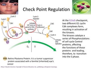 Check Point Regulation
At the G1toS checkpoint,
two different G1 cyclin
Cdk complexes form,
resulting in activation of
the kinases.
The kinases catalyze a
series of Phosphorylations
of cell cycle Control
proteins, affecting
the functions of those
proteins and leading,
therefore, to transition
into the S phase.
PRB: Retino Plastoma Protein. It is a tumor suppressor
protein associated with a familial (inherited) eye’s
cancer
.Peter J. Russell, iGenetics: Copyright © Pearson Education, Inc., publishing as Benjamin Cummings.
 
