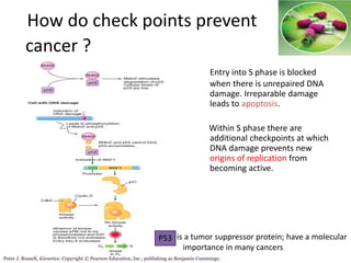How do check points prevent
cancer ?
Entry into S phase is blocked
when there is unrepaired DNA
damage. Irreparable damage
leads to apoptosis.
Within S phase there are
additional checkpoints at which
DNA damage prevents new
origins of replication from
becoming active.
Peter J. Russell, iGenetics: Copyright © Pearson Education, Inc., publishing as Benjamin Cummings.
P53 is a tumor suppressor protein; have a molecular
importance in many cancers
 