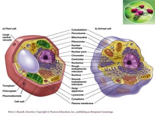 Peter J. Russell, iGenetics: Copyright © Pearson Education, Inc., publishing as Benjamin Cummings.
 
