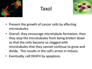 • Prevent the growth of cancer cells by affecting
microtubules.
• Overall, they encourage microtubule formation, then
they stop the microtubules from being broken down
so that the cells become so clogged with
microtubules that they cannot continue to grow and
divide. This results in the cell’s arrest in mitosis.
• Eventually, cell DEATH by apoptosis.
Taxol
 