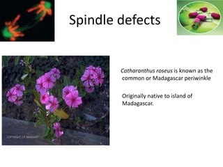 Catharanthus roseus is known as the
common or Madagascar periwinkle
Originally native to island of
Madagascar.
Spindle defects
 
