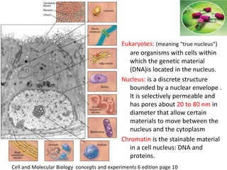Eukaryotes: (meaning “true nucleus”)
are organisms with cells within
which the genetic material
(DNA)is located in the nucleus.
Nucleus: is a discrete structure
bounded by a nuclear envelope .
It is selectively permeable and
has pores about 20 to 80 nm in
diameter that allow certain
materials to move between the
nucleus and the cytoplasm
Chromatin is the stainable material
in a cell nucleus: DNA and
proteins.
Cell and Molecular Biology concepts and experiments 6 edition page 10
 