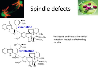 Vincristine and Vinblastine Inhibit
mitosis in metaphase by binding
tubulin
Spindle defects
 
