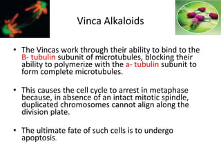 Vinca Alkaloids
• The Vincas work through their ability to bind to the
B- tubulin subunit of microtubules, blocking their
ability to polymerize with the a- tubulin subunit to
form complete microtubules.
• This causes the cell cycle to arrest in metaphase
because, in absence of an intact mitotic spindle,
duplicated chromosomes cannot align along the
division plate.
• The ultimate fate of such cells is to undergo
apoptosis.
 