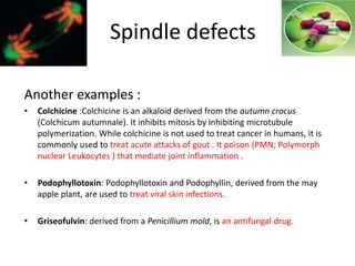 Another examples :
• Colchicine :Colchicine is an alkaloid derived from the autumn crocus
(Colchicum autumnale). It inhibits mitosis by inhibiting microtubule
polymerization. While colchicine is not used to treat cancer in humans, it is
commonly used to treat acute attacks of gout . It poison (PMN; Polymorph
nuclear Leukocytes ) that mediate joint inflammation .
• Podophyllotoxin: Podophyllotoxin and Podophyllin, derived from the may
apple plant, are used to treat viral skin infections.
• Griseofulvin: derived from a Penicillium mold, is an antifungal drug.
Spindle defects
 