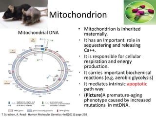 Mitochondrion
• Mitochondrion is inherited
maternally.
• It has an Important role in
sequestering and releasing
Ca++.
• It is responsible for cellular
respiration and energy
production.
• It carries important biochemical
reactions (e.g. aerobic glycolysis)
• It mediates intrinsic apoptotic
path way
• (Picture)A premature-aging
phenotype caused by increased
mutations in mtDNA.
Mitochondrial DNA
T. Strachan, A. Read - Human Molecular Genetics 4ed(2011) page 258
 