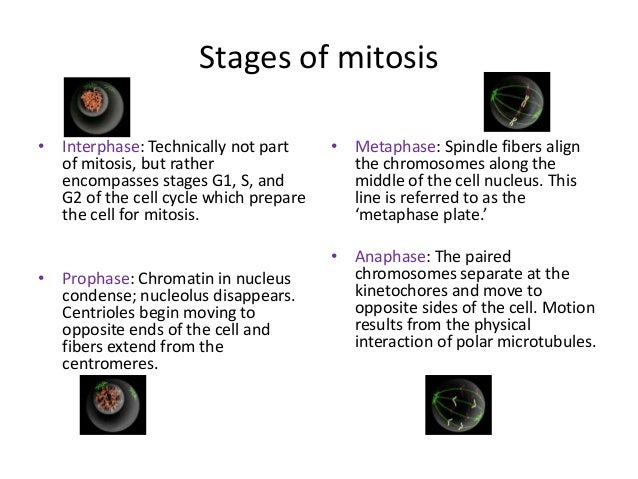 What happens if a cell undergoes mitosis but not cytokinesis?