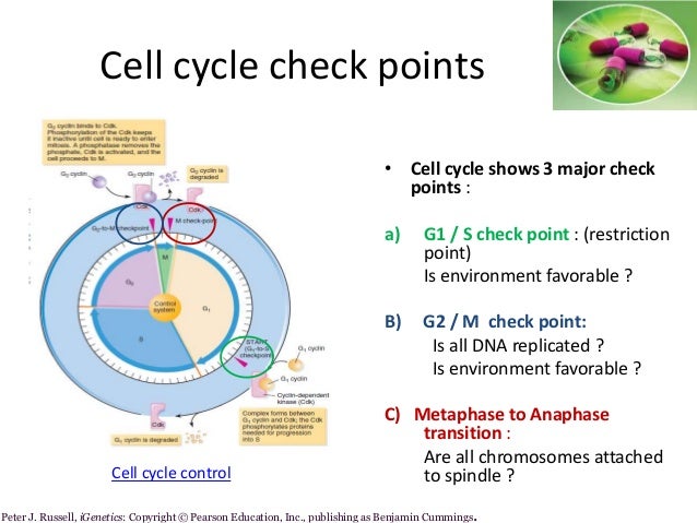 Lecture 1 cell cycle new