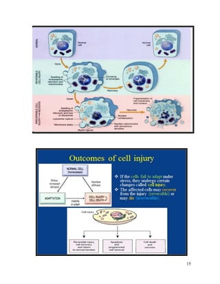 Pathology - Cell Injury | PDF