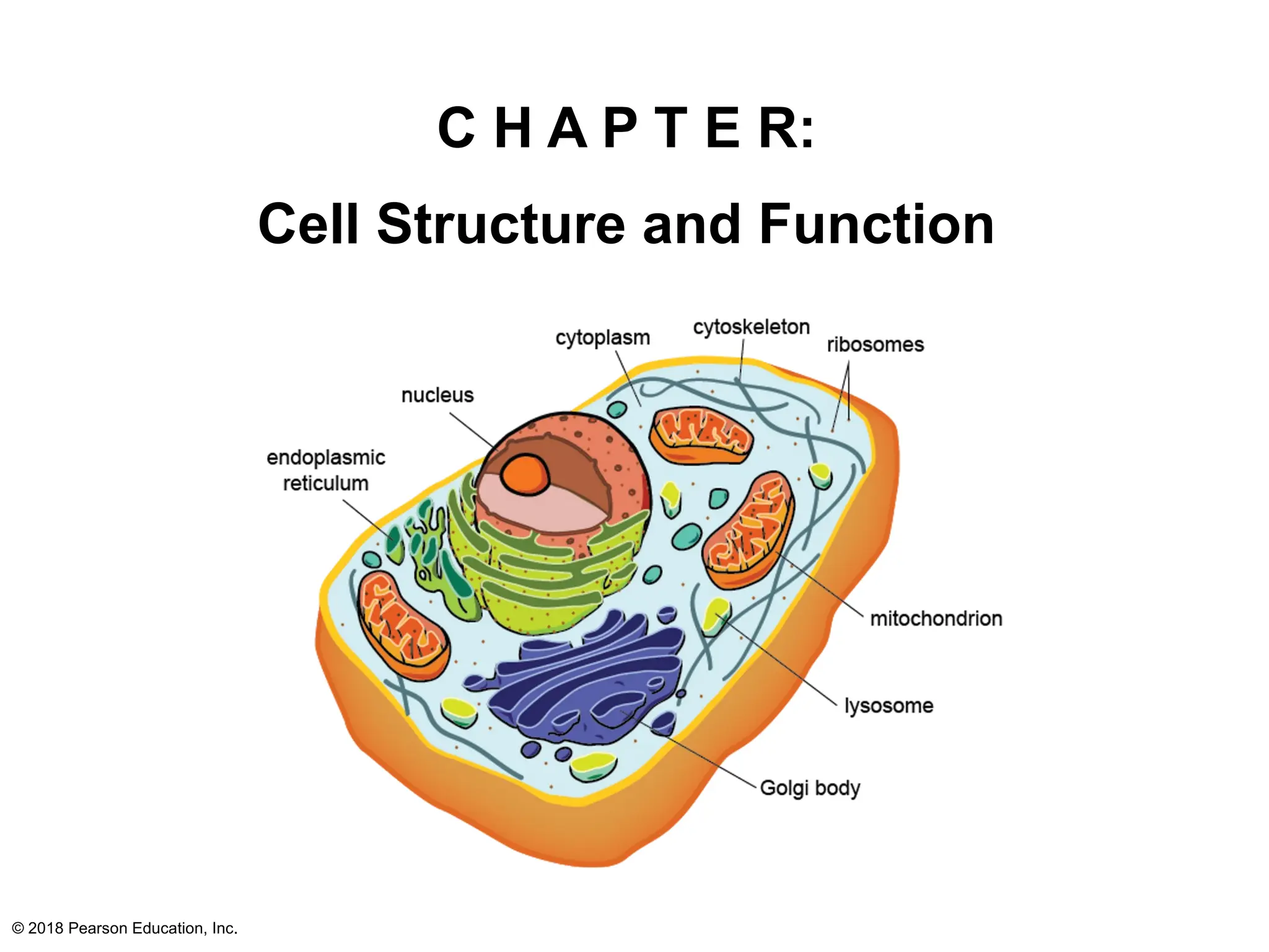 © 2018 Pearson Education, Inc.
C H A P T E R:
Cell Structure and Function
 