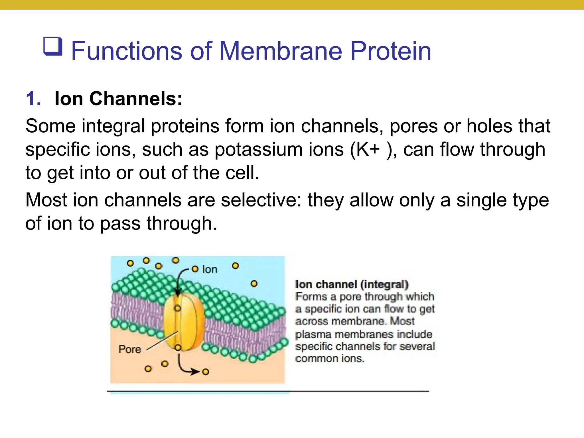  Functions of Membrane Protein
1. Ion Channels:
Some integral proteins form ion channels, pores or holes that
specific ions, such as potassium ions (K+ ), can flow through
to get into or out of the cell.
Most ion channels are selective: they allow only a single type
of ion to pass through.
 